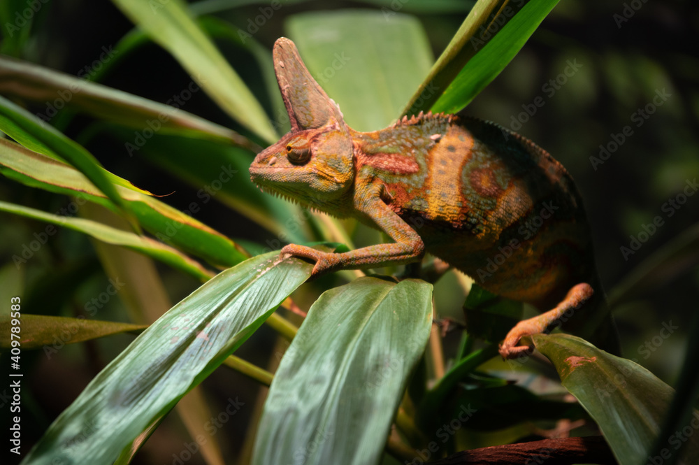 Fototapeta premium Chameleon