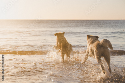 Canvas Print two dogs playing on the beach
