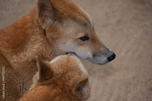 Dingo © Dynea Chapman