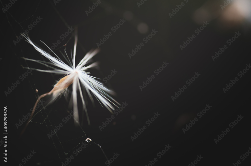 Dandelion Seed Dandelion Seed