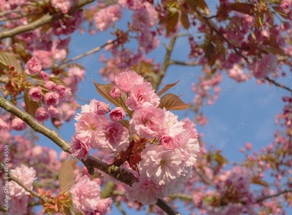 Obraz premium Showy and bright Prunus Kanzan Japanese Flowering Cherry double layer flowers close-up. Sakura blossom. Japanese cherry blossom.