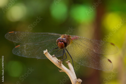  dragonfly on a branch