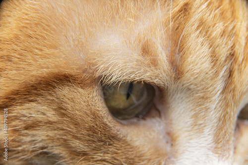 Close up shot of a ginger tabby cat, pet feline face with fur in focus, eyes showing and furry head. 