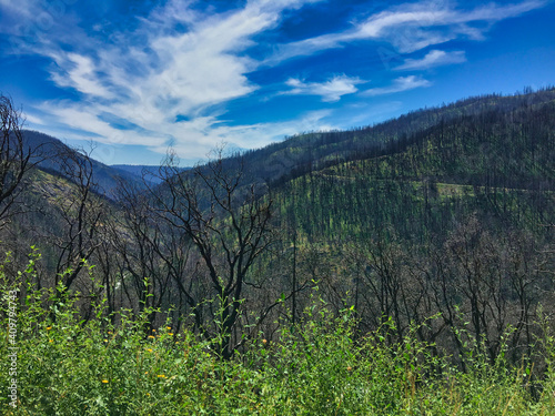 Forest in spring with new growth after a major forest fire 