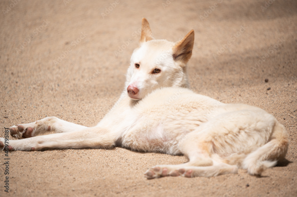 White dingo White dingo