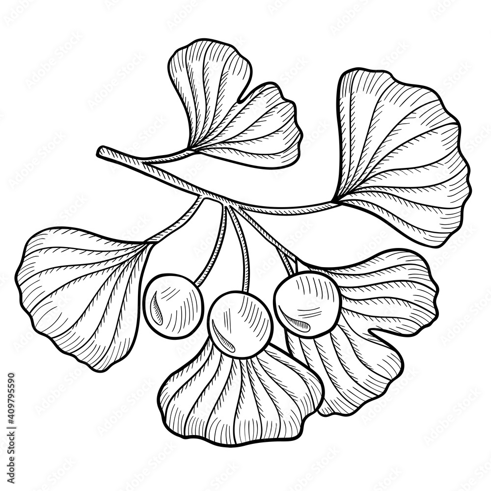 Fototapeta premium Ginkgo Biloba mon 1