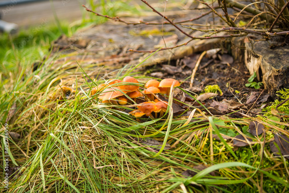 Close up of fungus growing on tree stump in the forest Close up of fungus growing on tree stump in the forest