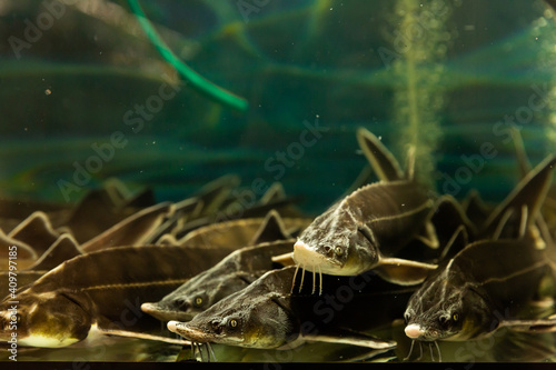 Closeup of live sterlets in water behind glass of fish tank at fish market