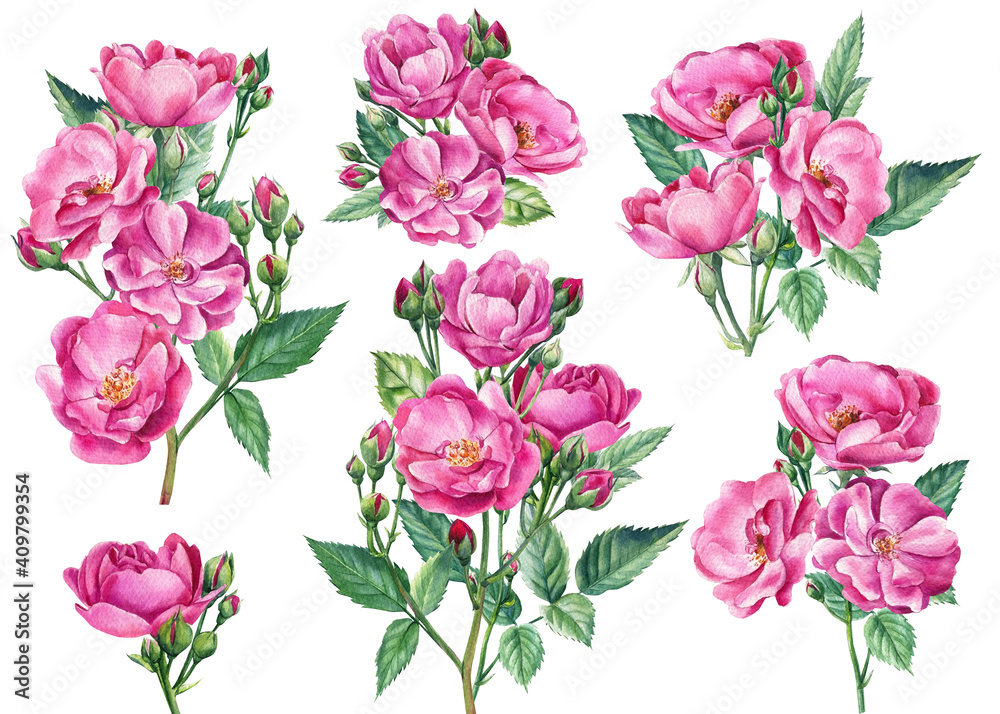 Set of floral branch. Pink roses on white isolated background, watercolor botanical illustration