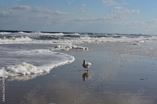 seagulls on the beach