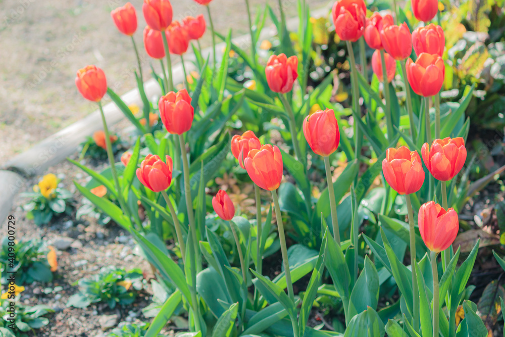 Fototapeta premium チューリップの花壇