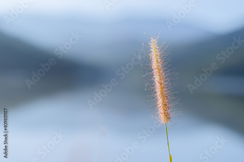 Fototapeta Naklejka Na Ścianę i Meble -  Flowers of feather pennisetum or mission grass with background from lake and mountains.