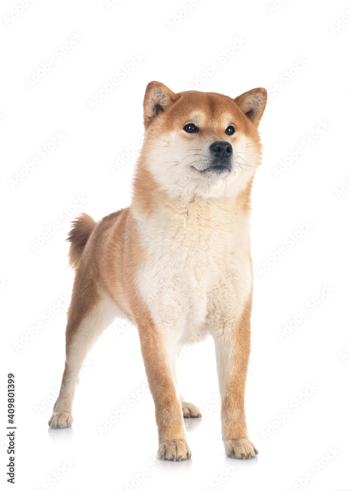 shiba inu in studio