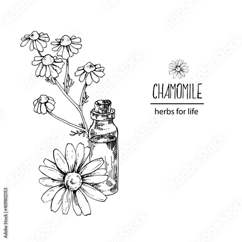 Hand drawn vector illustration of chamomile oil bottle. Engraved medicinal herb for cosmetics, medicine, treating, aromatherapy, package design healthcare.