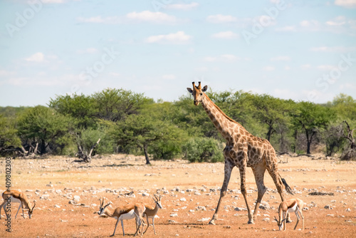 Photography Giraffes and deer are wild animals in Namibia, Africa.