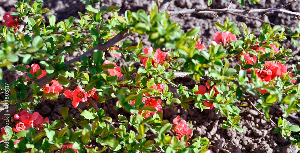 The red flowers of a young Japanese quince bush bloom close-up on a bright spring day. Background The red flowers of a young Japanese quince bush bloom close-up on a bright spring day. Background