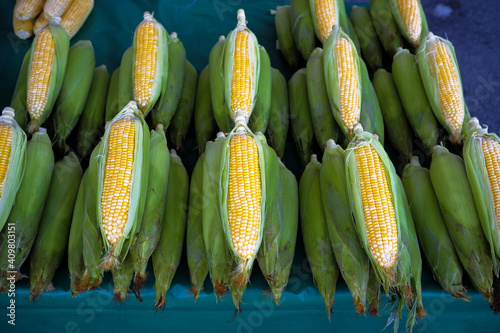 Bunch of fresh sweet corn being sold at the market