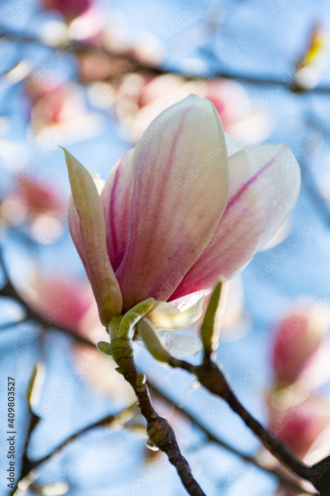 branch with unopened buds of pink-white magnolia bloom in early spring