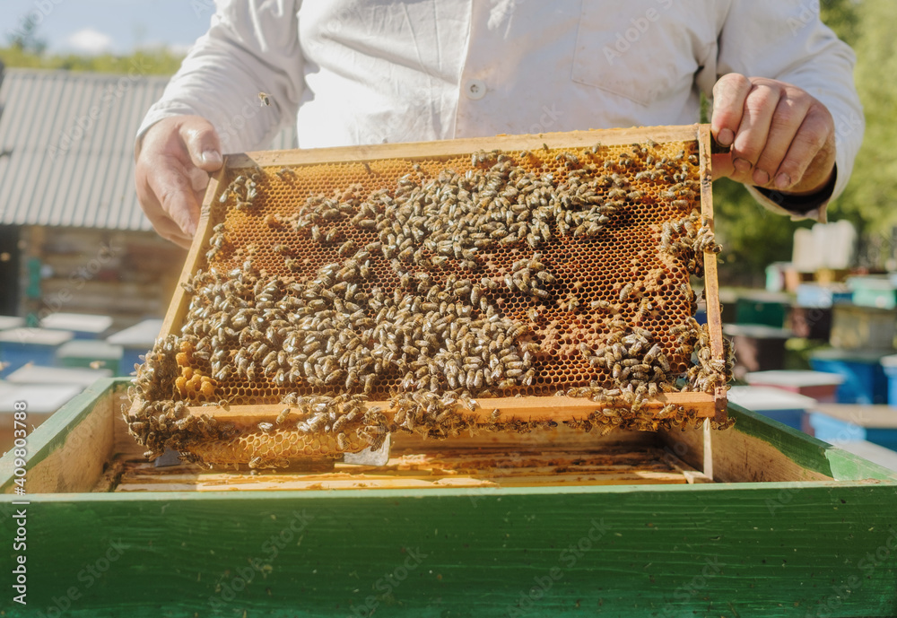 The beekeeper holds a frame with honey, and bees. Close-up of beekeeping. Local ecosystem and support. Social groups. Bee hotels and app, endangered species, leisure, environmental activism. The beekeeper holds a frame with honey, and bees. Close-up of beekeeping. Local ecosystem and support. Social groups. Bee hotels and app, endangered species, leisure, environmental activism.