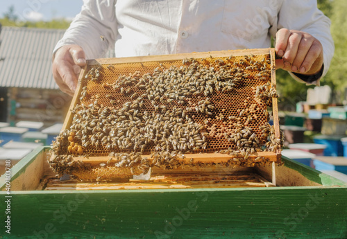 The beekeeper holds a frame with honey, and bees. Close-up of beekeeping. Local ecosystem and support. Social groups. Bee hotels and app, endangered species, leisure, environmental activism. 