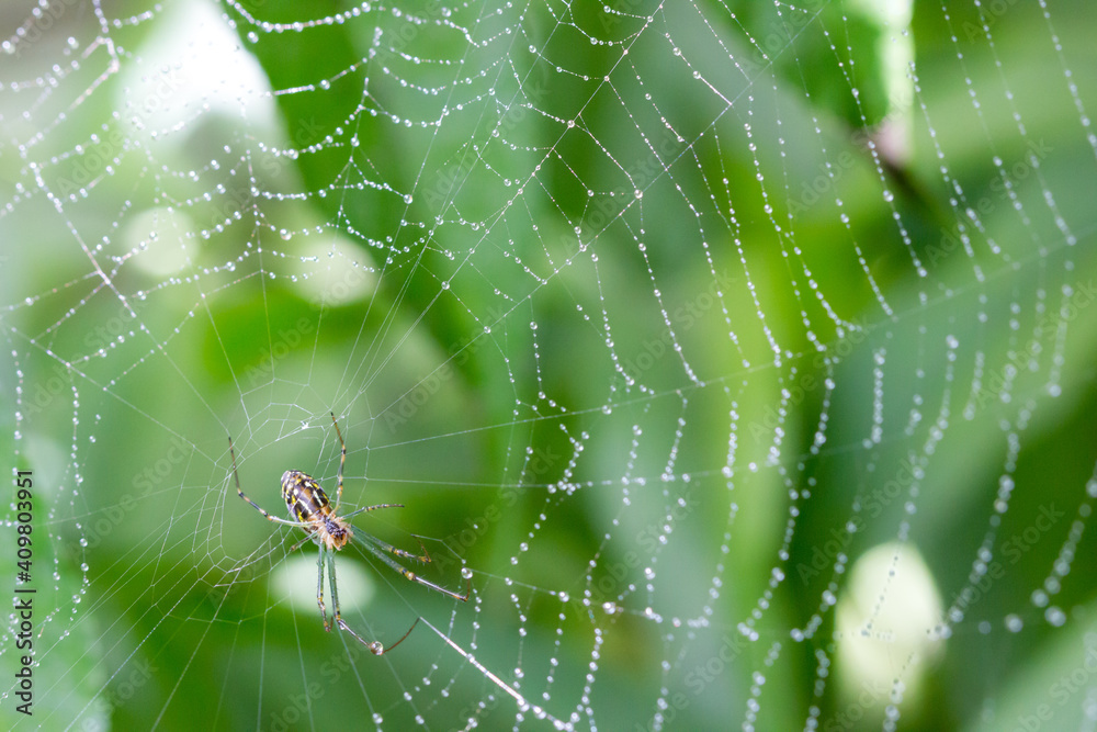 Humped silver spider (Leucauge dromedaria) on dew covered web in the early morning. 