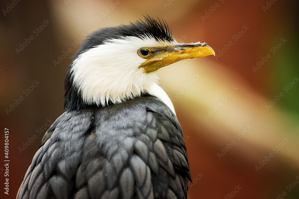 Fototapeta premium Little pied cormorant, Microcarbo melanoleucos, portrait of a black and white water bird, native to Australia, New Guinea, New Zealand.