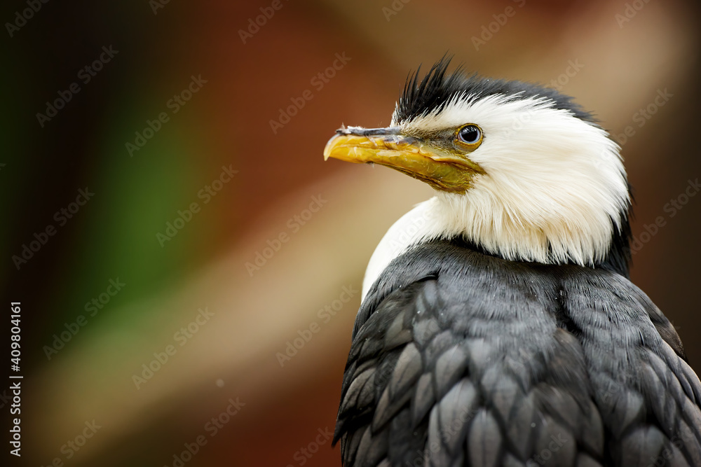 Obraz premium Little pied cormorant, Microcarbo melanoleucos, portrait of a black and white water bird, native to Australia, New Guinea, New Zealand.