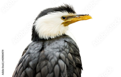 Isolated onn white background  portrait of Little pied cormorant  Microcarbo melanoleucos  black and white water bird  native to  Australia  New Guinea  New Zealand.