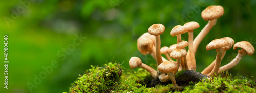 Canvas Print Edible mushrooms in a forest on green background