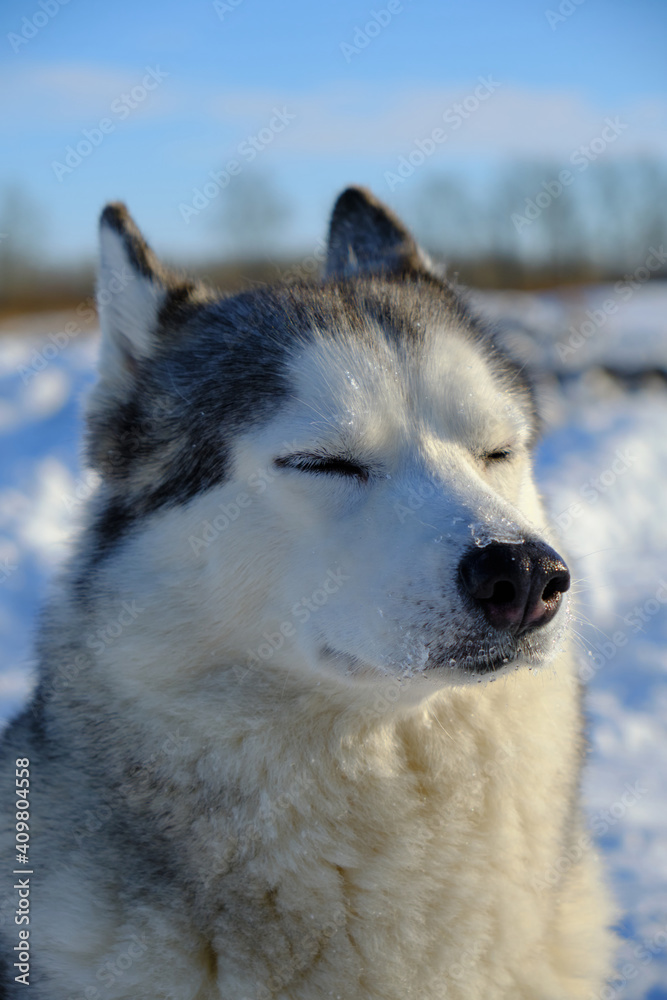 Beautiful dog, Siberian Husky breed muzzle close-up in winter on a bright sunny day.