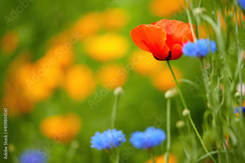 Orange meadow flowers on a green background. Blue cornflower among orange wildflowers. Summer mood. Heat, nature, meadows and forests. Bright colors, orange, blue and green.