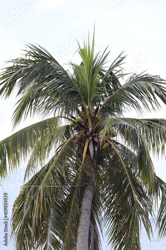 Top of the coconut tree with green leaves With a tall trunk There are bunches of coconuts, found on the seashore. The fruit is refreshing and has a sweet, delicious taste, Background is white sky.