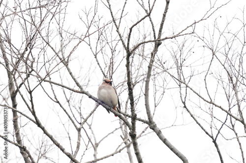 japanese waxwing on the perch