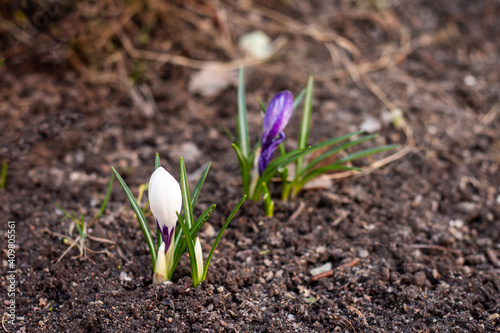 young sprouts of crocus flowers, early spring shoots, clean earth concept © Alena