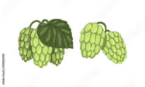 Set of Hop Cone Plants, Hops on Branch with Leaves, Humulus Lupulus, Brewery Industry Products Design Cartoon Style Vector Illustration