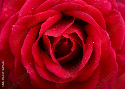 A close up macro shot of a red rose valentine day gift