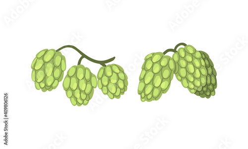 Hop Cone Plants Collection, Humulus Lupulus, Brewery Industry Products Design Cartoon Style Vector Illustration