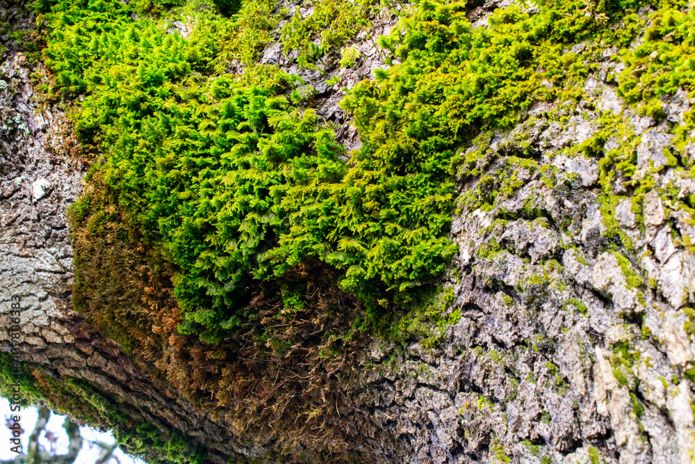 A closeup of green moss on gray textured bark of an ancient oak tree, a natural background texture.