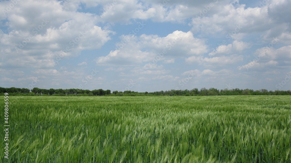 green field and blue sky