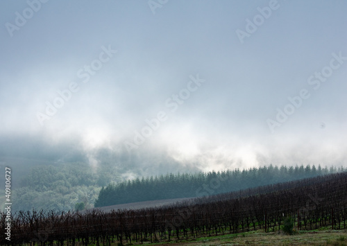 Drifting fog and clouds glow behind a section of dark evergreens at the edge of a winter vineyard in Oregon.