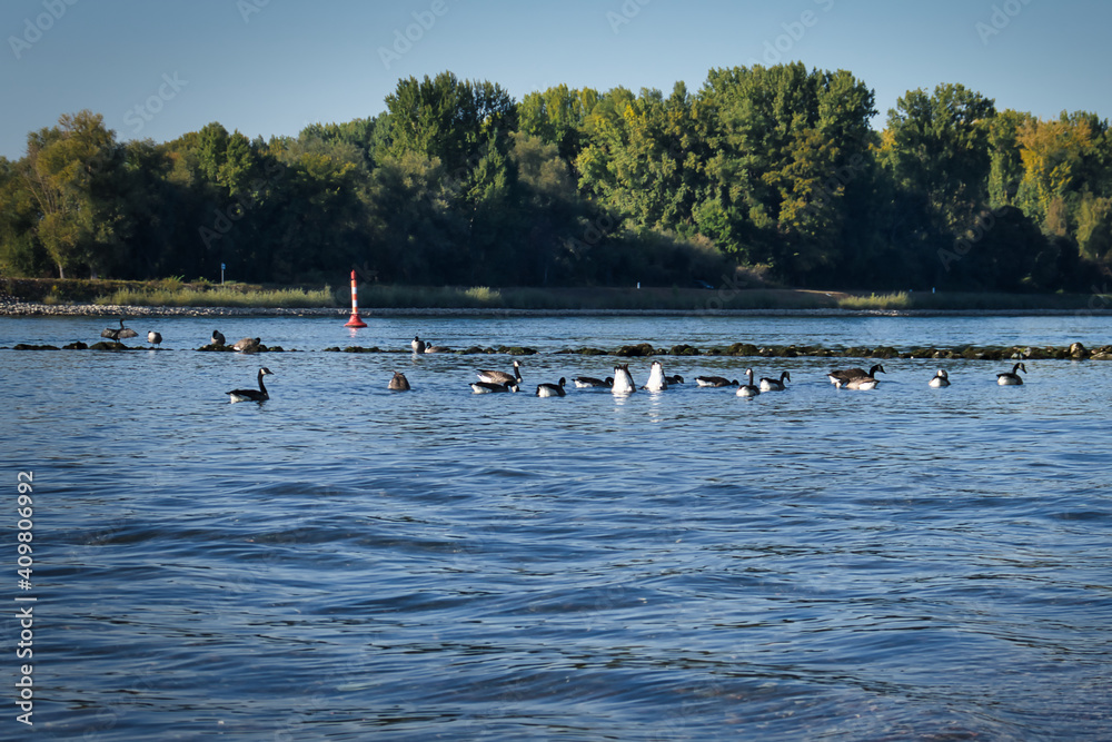 Ducks swimming and diving in the water at the Rhine river in Germany on a warm summer day.