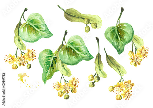 Fresh linden  flowers and leaves set. Hand drawn watercolor illustration, isolated on white background