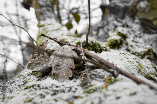 Blätter im Schnee Macro 