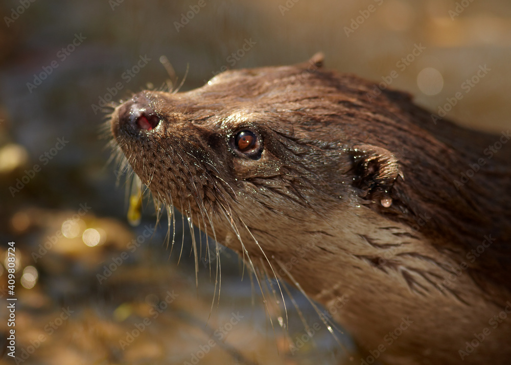Portrait of wild European Otter, Lutra lutra. Otter in its natural environment. Low angle photo, spring time, Europe. Portrait of wild European Otter, Lutra lutra. Otter in its natural environment. Low angle photo, spring time, Europe.