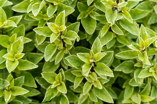 Basil plant in farm, basilicum citriodorum photo