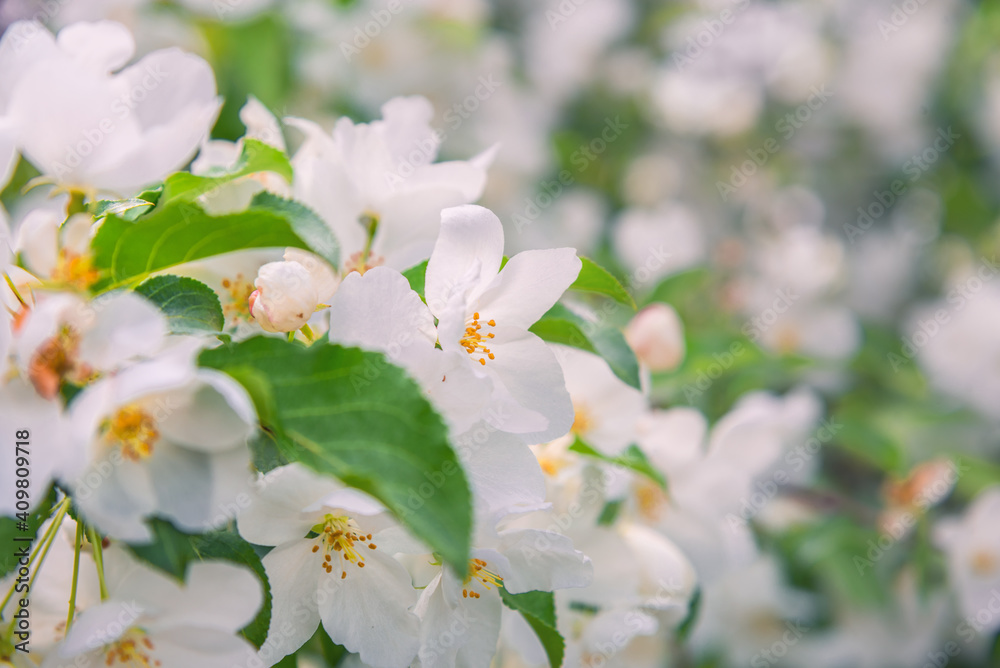 Obraz premium Blossoming apple tree brunch with white flowers