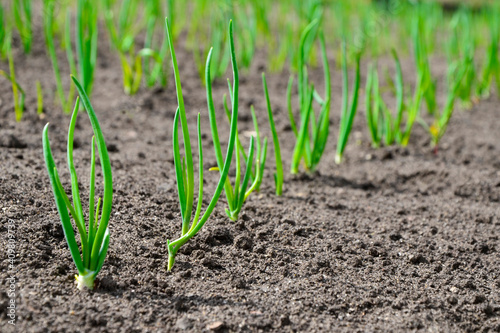 Young onion seedlings in the garden in spring. Concept of ecology, cultivation, agriculture.