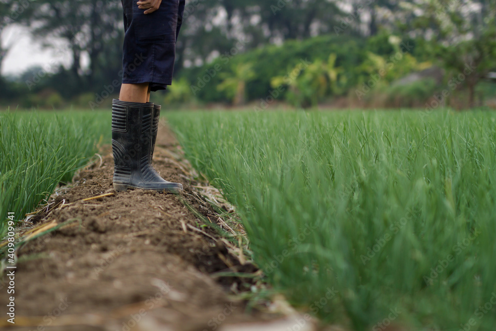 Farmer wearing a boots to protect his foots while working in middle farm. legs closeup. Farmer wearing a boots to protect his foots while working in middle farm. legs closeup.