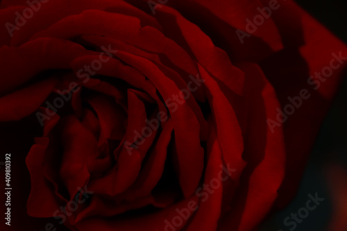 closeup of beautiful red rose on dark background