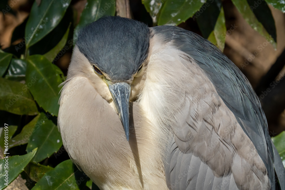 Fototapeta premium 木々の中に隠れてウトウトする五位鷺(ゴイサギ)の成鳥